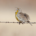 Western Meadowlark