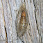 Diamondback moth cocoon