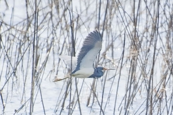Spotting Image 1