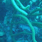 Black-bar soldierfish