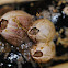 Bay barnacle
