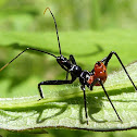 Wheel Bug Nymph