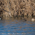 Shoveler; Pato Cuchara