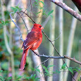 Birds, birds, birds!