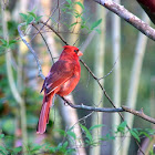 leucistic Northern cardinals