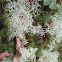 Reindeer lichen
