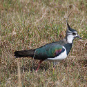 Northern Lapwing