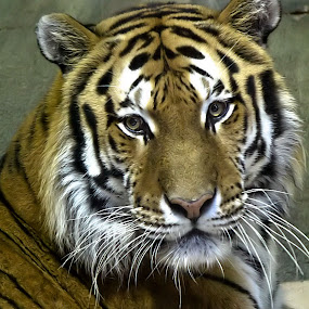Grace and Beauty by Amber Johnston - Animals Other Mammals