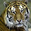 Grace and Beauty by Amber Johnston - Animals Other Mammals
