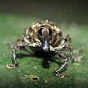 Weevil