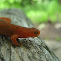 Eastern Newt