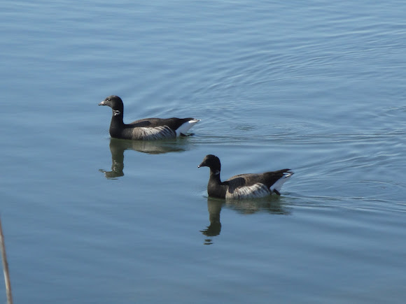 Spotting Image 1