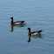 Brant