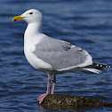 Glaucous-winged gull