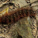 Grammia moth caterpillar