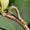 Geometrid moth caterpillar