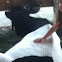 Holstein