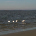 Wood stork