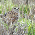 White-crowned Sparrow