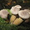 Honey Mushroom