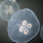 moon jelly
