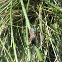 Six-spot Burnet