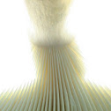 mushroom