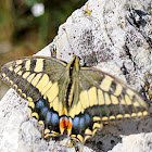Schwalbenschwanz