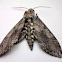 Tobacco Hornworm Moth