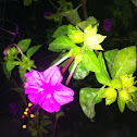 丁香花或地雷花