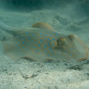 Bluespotted ribbontail ray