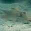 Bluespotted ribbontail ray