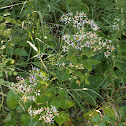 Large leafed Aster