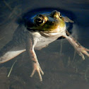 American Bullfrog