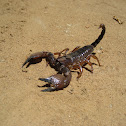 Scorpion