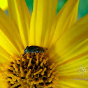 Hover Fly?