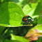 Japanese Beetle