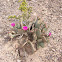 Beavertail Prickly Pear