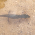 Eastern Newt