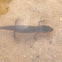 Eastern Newt