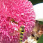 Hoverfly