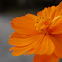 Orange Cosmos