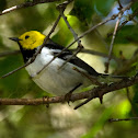 Hermit Warbler