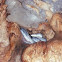 Cave Dwelling Rat Snake