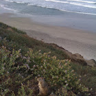 Ground squirrel