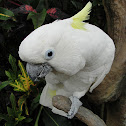 cacatua