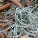 Spanish Moss