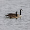 Canada Goose
