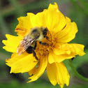 Bumble Bee