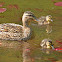 Female mallard and ducklings